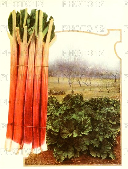 Rhubarb