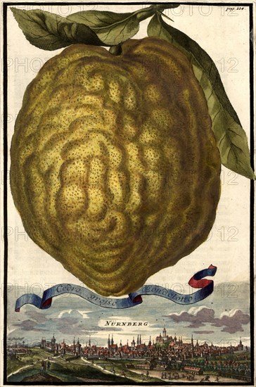 Cedro Grosso Bondolotto And Nuremberg