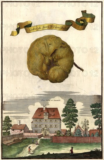 Cedro Di Fiore E Sugo Doppia And The Castle Of Steinbühl