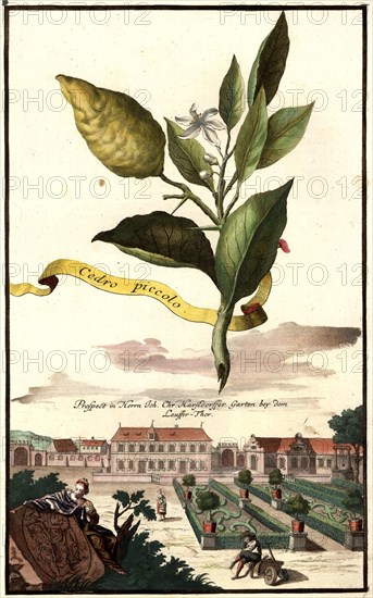 Cedro Piccolo And The House And Garden Of Johann Christian Harßdorffer Near The Laufer Tor