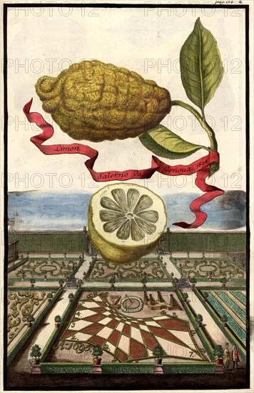 Limon Salerno Da Genoa And Garden Landscape