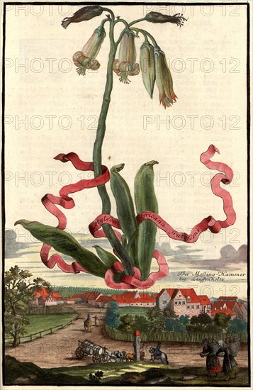 Cotyledon Africana Frutescens And The Brass Hammer Near Lauffenholz