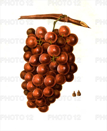 Diana Variety Grapes