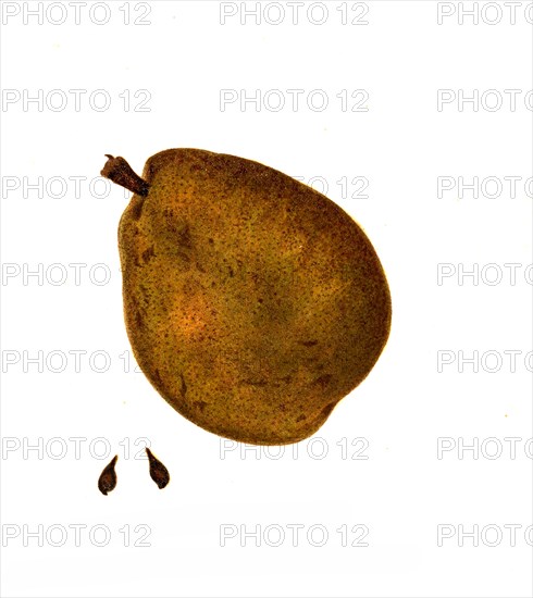 Chancellor Variety Pear