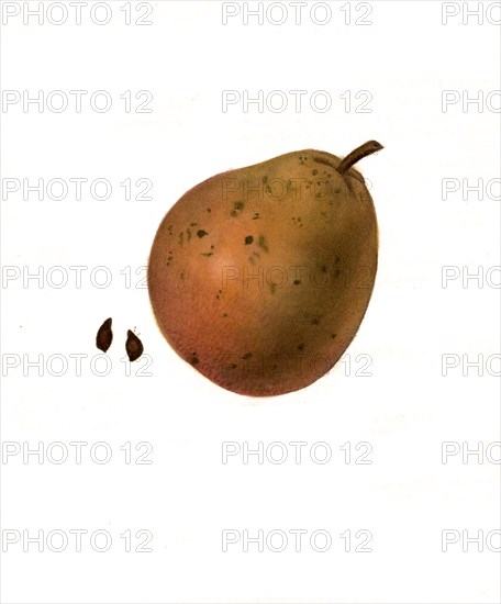 Pears Of The Seckel Variety