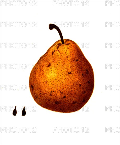 Pear Of The Columbia Variety