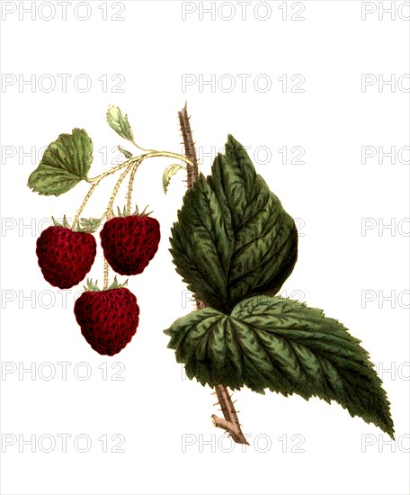 Cushing Raspberry Variety