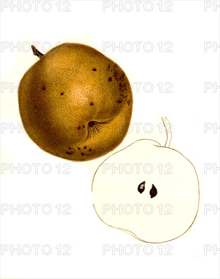 Pear Of The Styer Variety