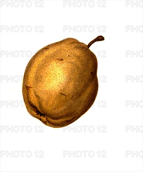 Pear Of The Moyamensing Pear Variety