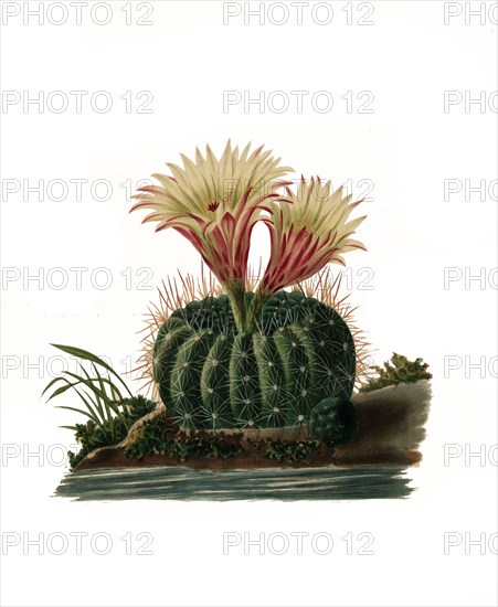 Parodia Concinna Is A Species Of Plant In The Genus Parodia In The Cactus Family