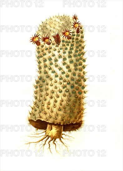 Mammillaria Geminispina Is A Species Of Plant In The Genus Mammillaria In The Cactus Family