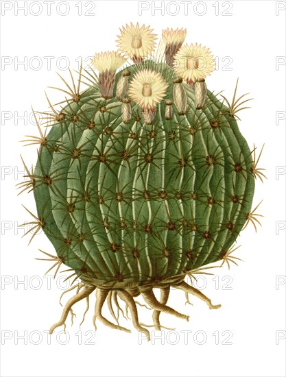 Echinocactus Melocactiformus