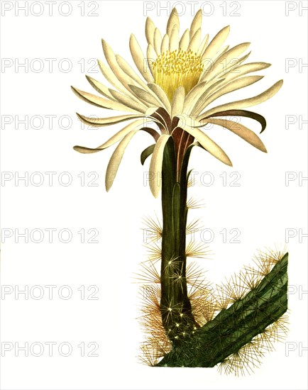 Cereus Serpentine