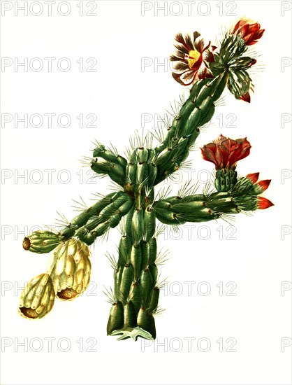 Opuntia Rosea