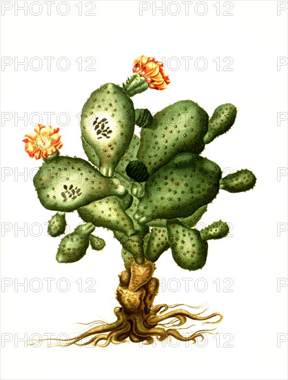 Opuntia Hernandezii