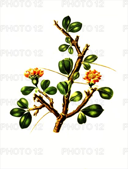 Pereskia Opuntiaeflora Is A Species Of Plant In The Genus Leuenbergeria Of The Cactus Family