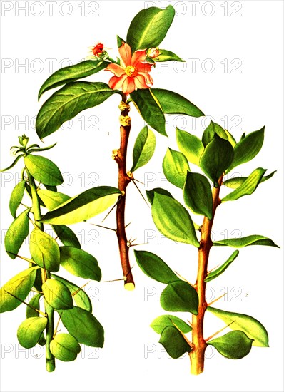 1. Pereskia Grandifolia