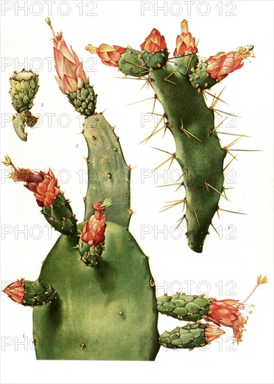 1. Nopalea Cochineillifera