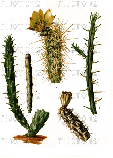 1. Opuntia Kleiniae