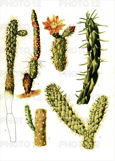 1. Opuntia Imbricata