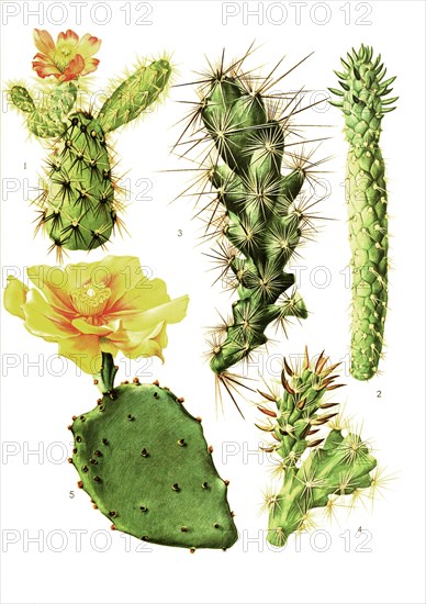 1. Opuntia Burrageana