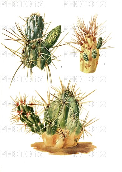 1. Opuntia Miquelii