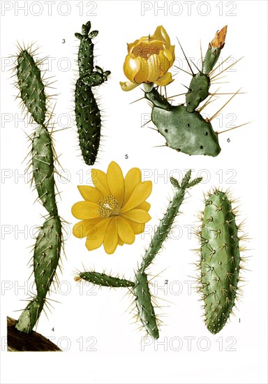 1. Opuntia Pascoensis