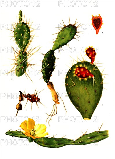 1. Opuntia Drummondii