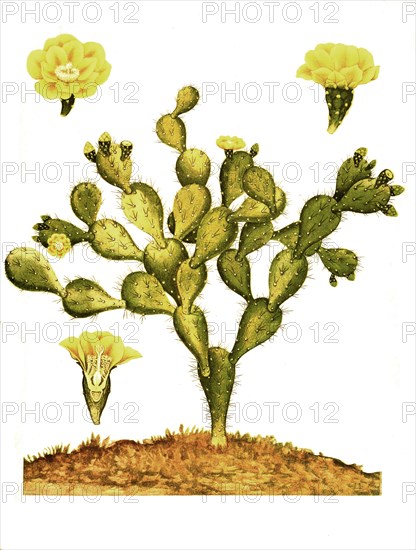 Opuntia Jamaicensis