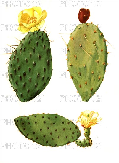 Opuntia Decumbens