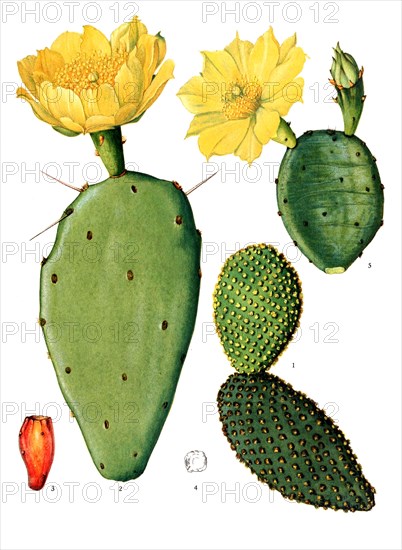 1. Opuntia Microdasys