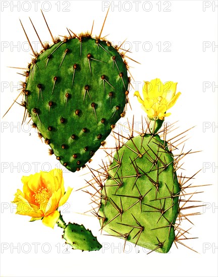 1. Opuntia Fuscoatra