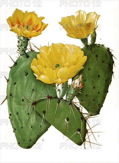 1. Opuntia Atrispina