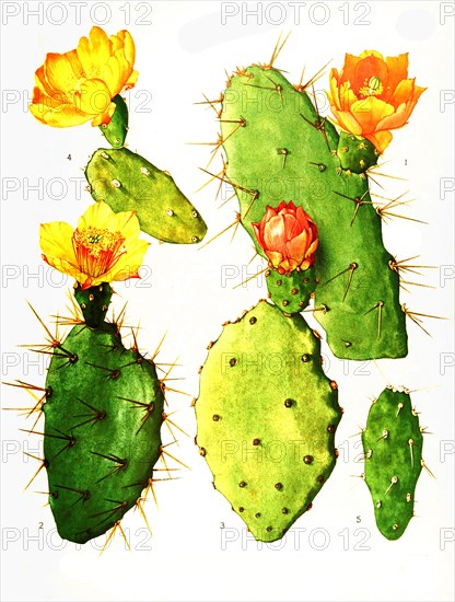 1. Opuntia Bergeriana