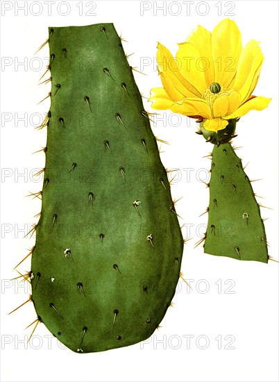 Opuntia Linguiformis