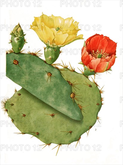 Opuntia Lindheimeri