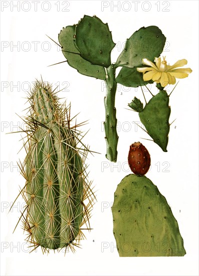 1. Opuntia Tomentosa