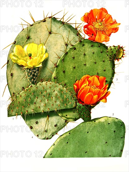 1. Opuntia Leucotricha