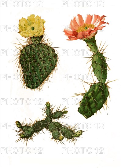 1. Opuntia Fragilis