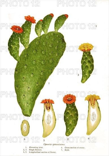 Opuntia Spinosissima