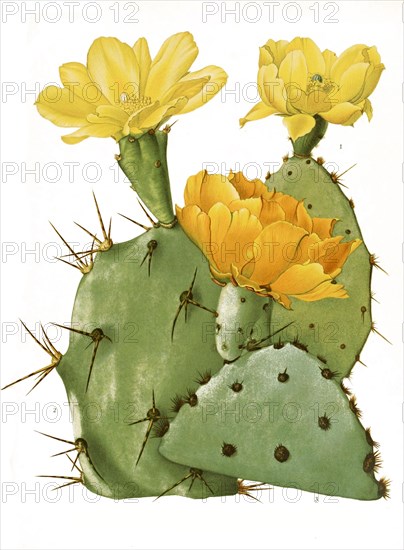 1. Opuntia Laevis