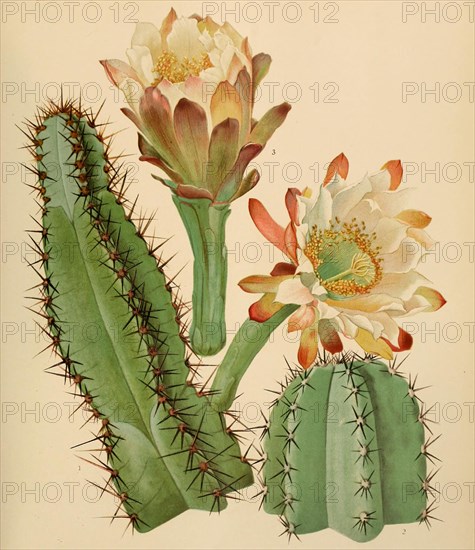 1. Cereus Alacriportanus