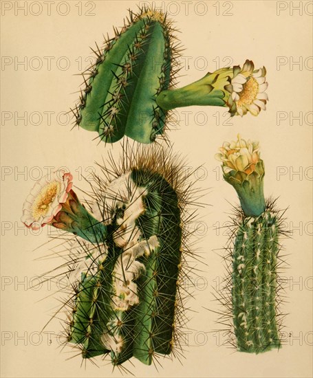 1. Cephalocereus Arrabidae