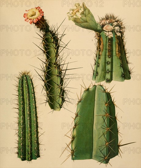 1. Cephalocereus Brooksianus