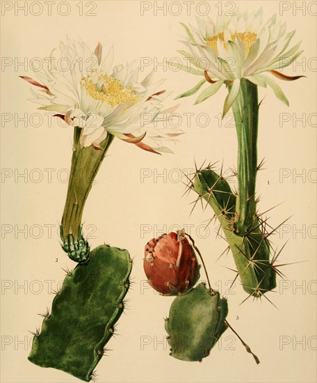 1. Acanthocereus Pentgonus