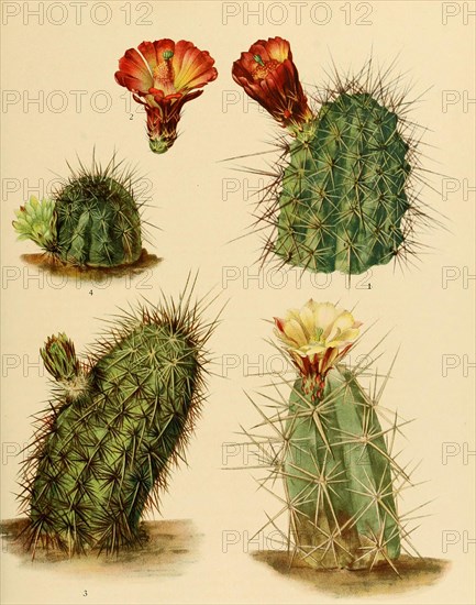 1. Echinocereus Coccineus