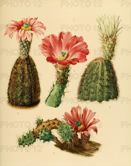 1. Echinocereus Pentalophus