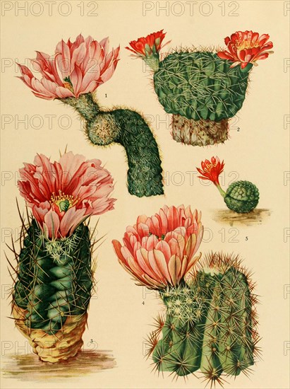 1. Echinocereus Sciurus