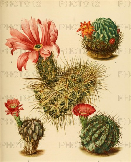 1. Echinocereus Engelmannii