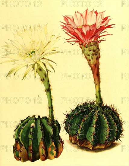 1. Echinopsis Turbinata